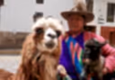 Sheep or Alpaca?