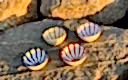 Wave Breakfast Bowls, Set Of Four